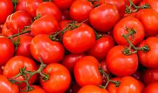Pomodoro da industria