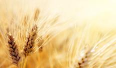 Grano duro