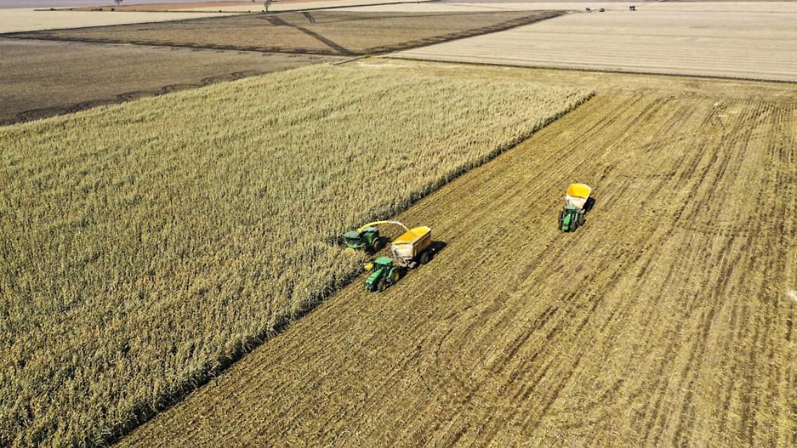 Cereali, prezzi in picchiata rispetto a un anno fa