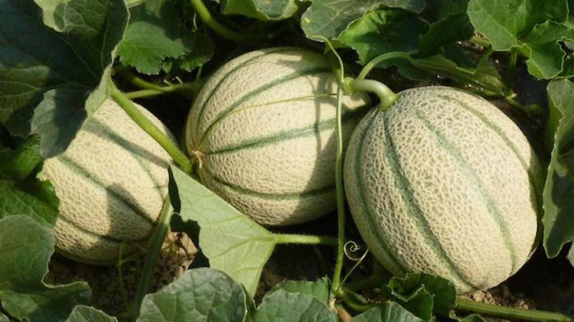 La pioggia colpisce i produttori di melone