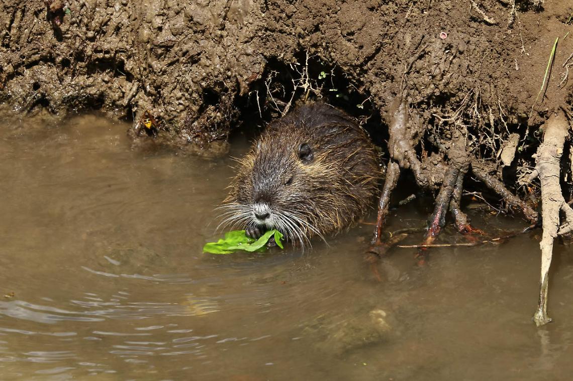 Contenimento nutrie, al via i corsi della Provincia di Mantova