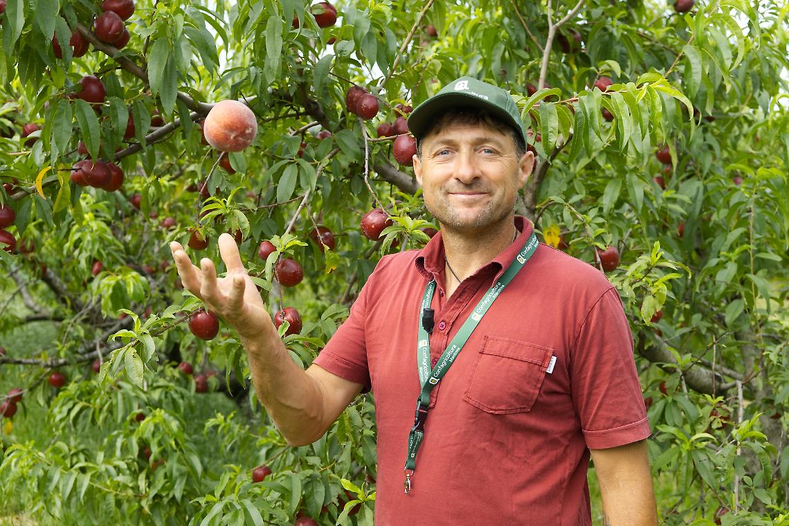 In collina, alla scoperta delle pesche mantovane: l'azienda agricola Piccoli di Cavriana