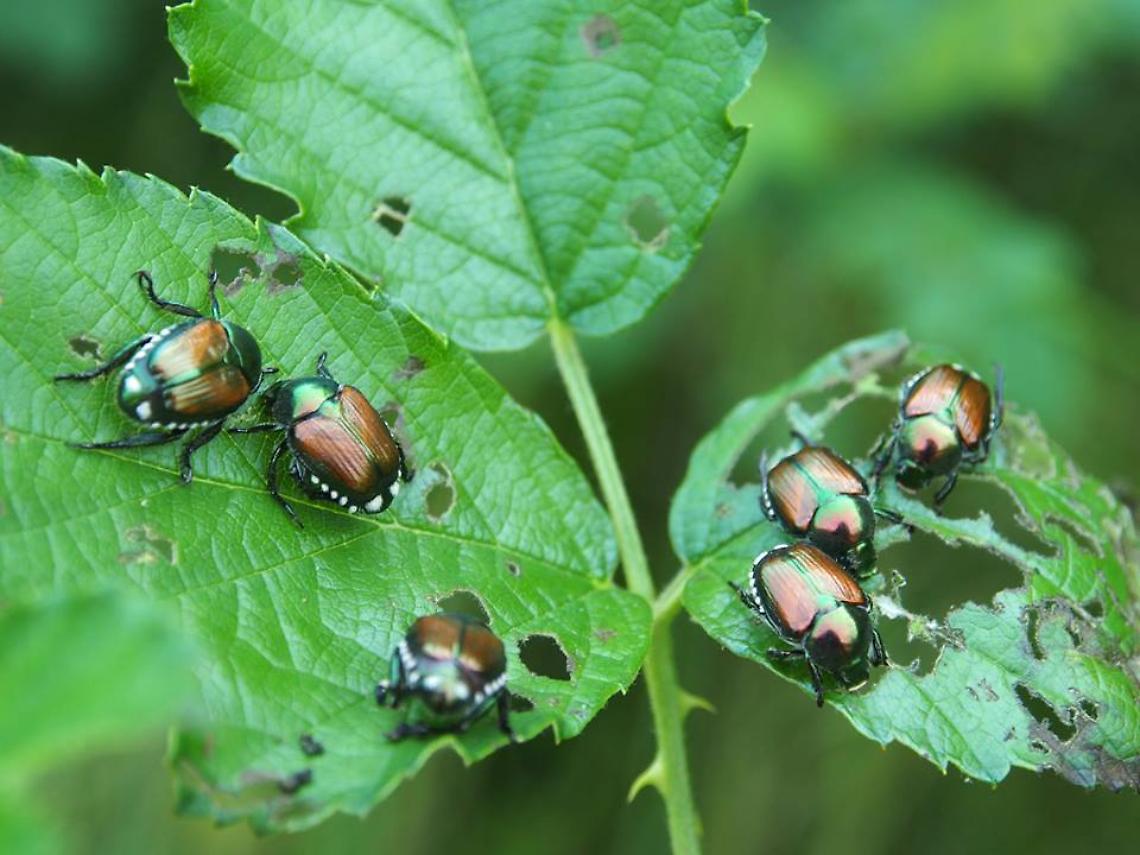 Aggiornamento dell’area delimitata per la presenza di Popillia japonica Newman in Lombardia