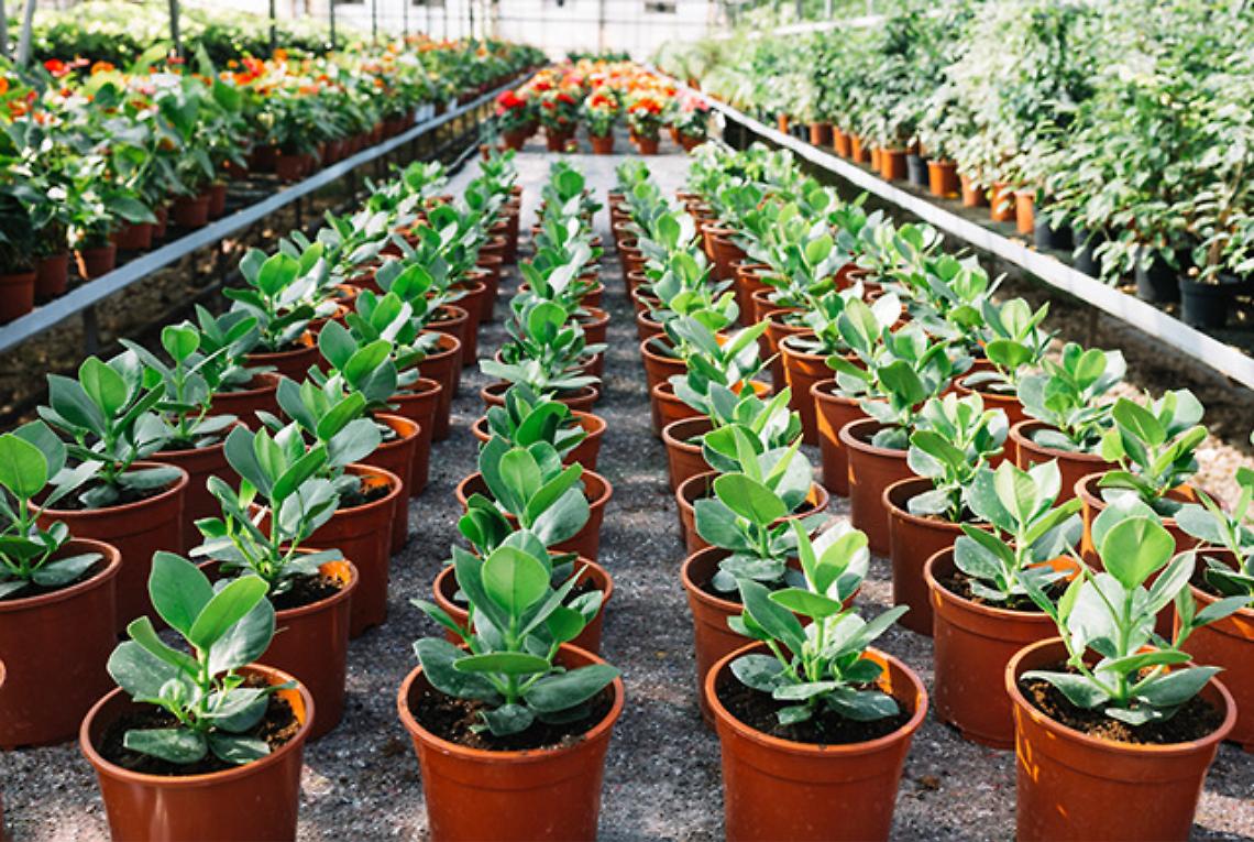 Informazioni circa l'applicazione del Contributo CONAI sui vasi da fiori e piante