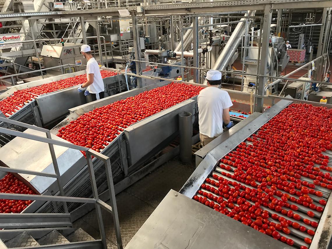 Pomodoro da industria: il clima pazzo fa calare le rese