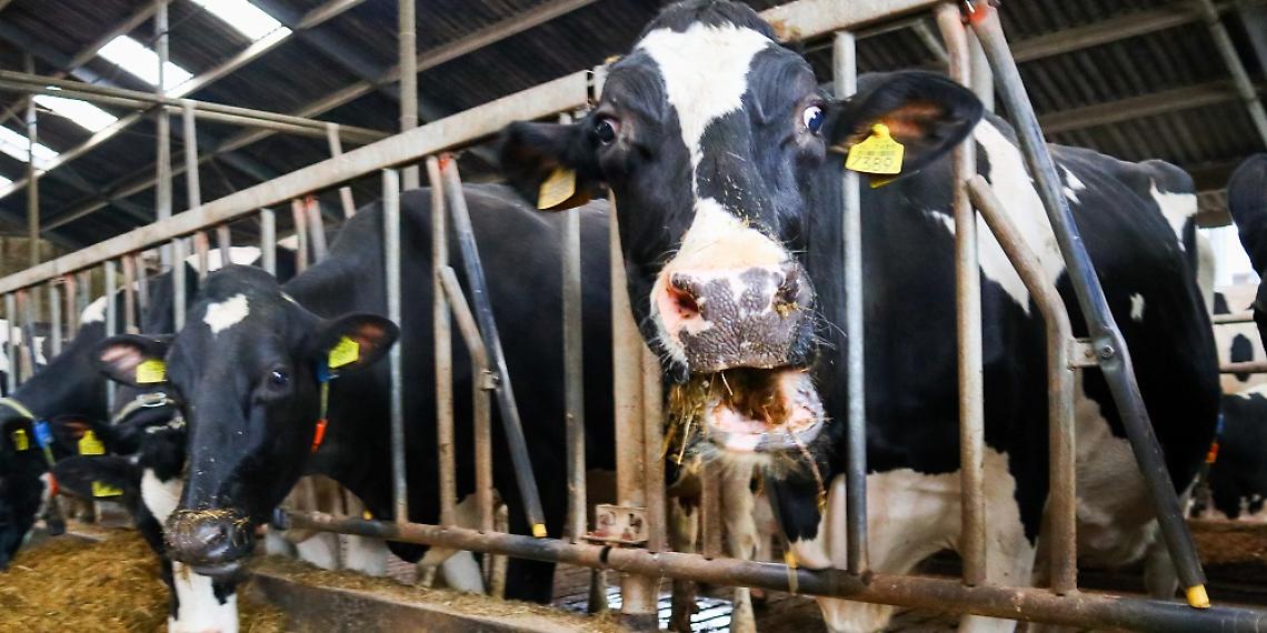 Afta epizootica: focolaio in un allevamento di bovine da latte in Ungheria