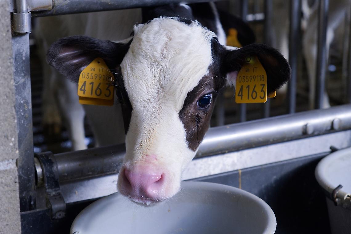 Vitelli a carne bianca: controlli sulla corretta somministrazione del colostro
