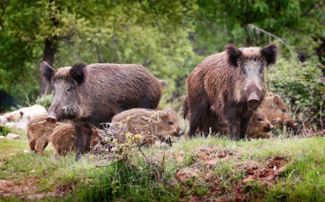 Danni da fauna selvatica, ecco gli indennizzi per le province di Mantova e Cremona