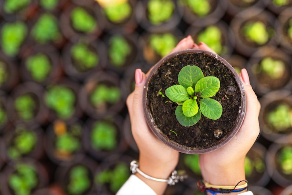 Dichiarazione annuale produzioni vivaistiche RUOP: la scadenza è il 30 aprile