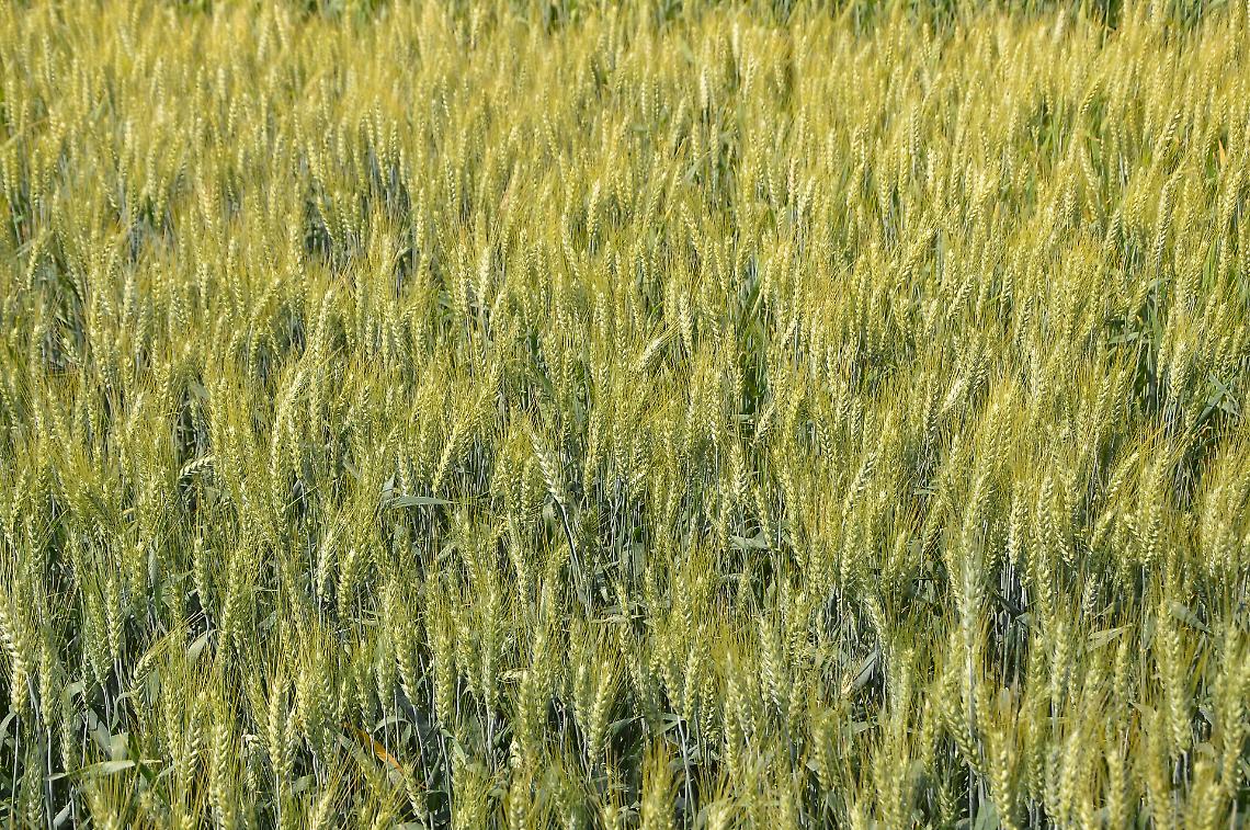 Superfici in aumento per il grano, ma la qualità latita