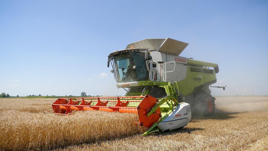 Campagna cereali 2025: il bilancio dopo le prime trebbiature