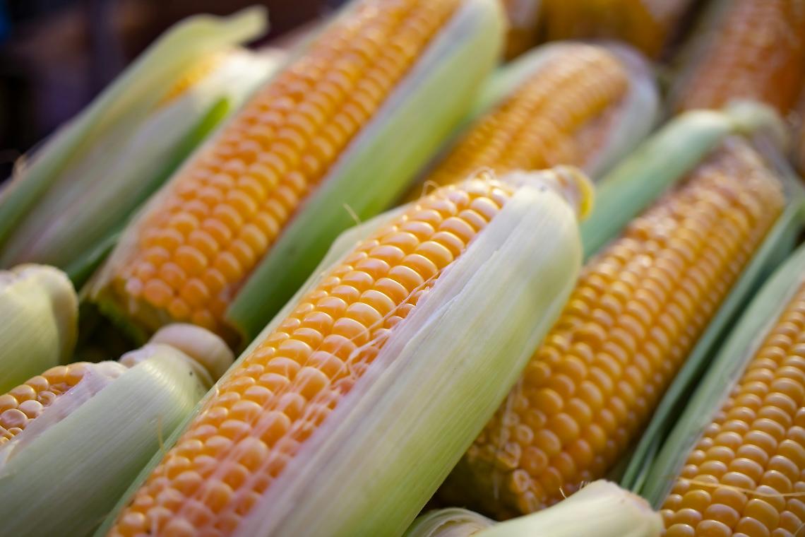 Cereali e soia in crisi nel Mantovano. Confagricoltura Mantova: “Ecco il ‘manifesto’ per rilanciare il settore”
