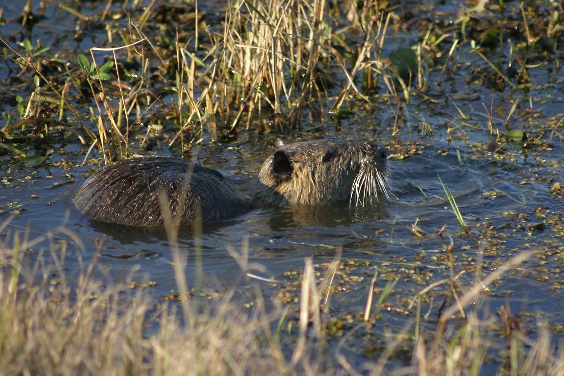 Contenimento nutrie: ottimi numeri nel 2025