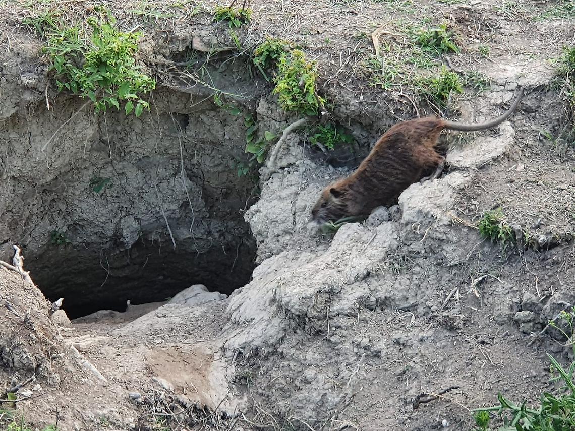 Nutrie: i numeri del contenimento crescono. Nel 2025 oltre 80.000 catture