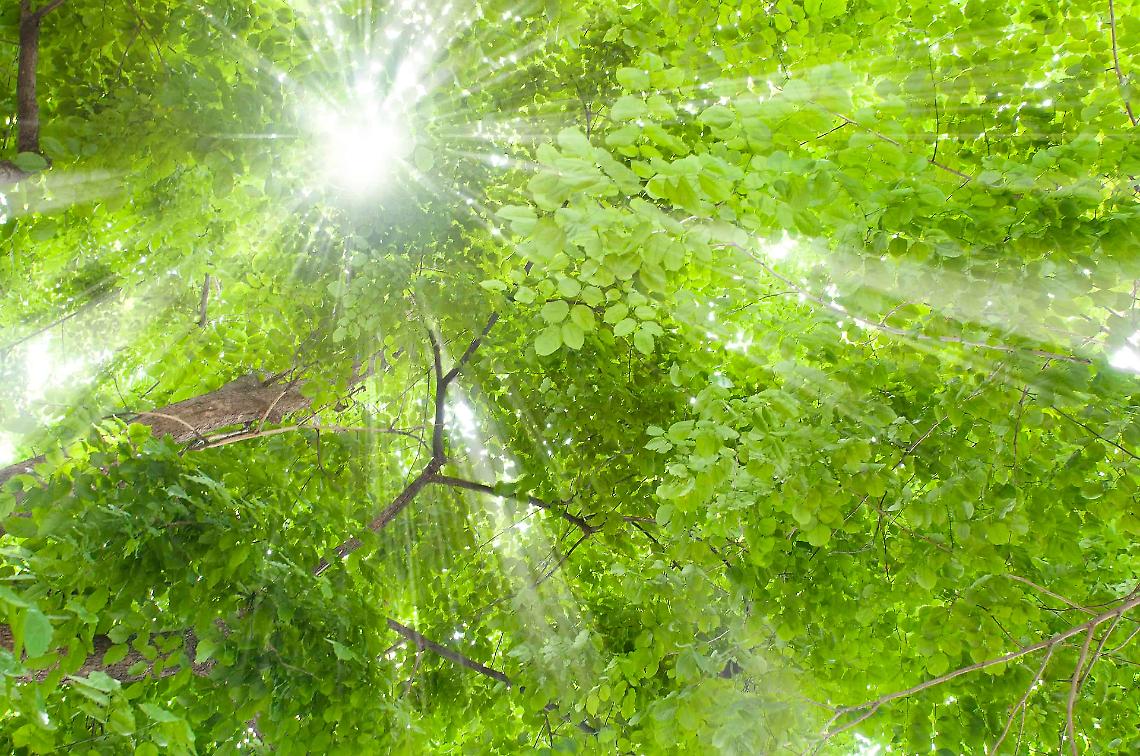 Fascination of plants day 2026