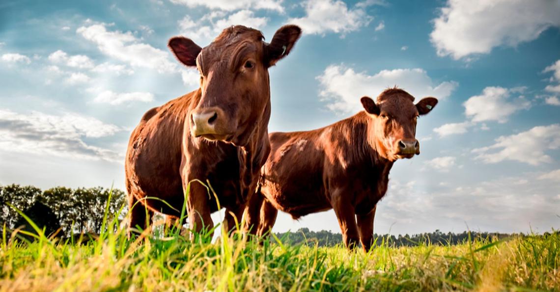 Dermatite Nodulare Contagiosa (LSD): aggiornamento condizioni per l&rsquo;introduzione di bovini dalla Francia