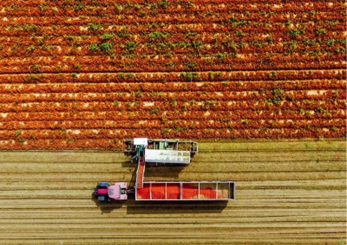 Pomodoro in stallo: ancora ferma la trattativa con l'industria per il prezzo 2023