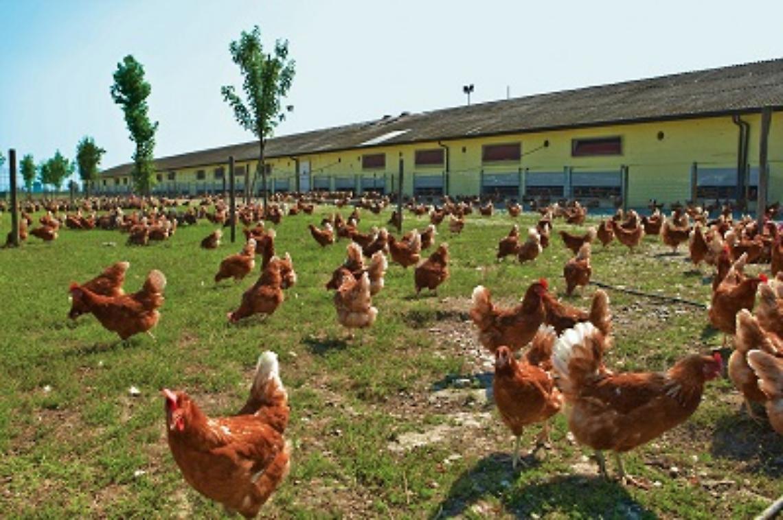 Danni indiretti da aviaria: al via il pagamento degli anticipi