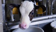 Vitelli a carne bianca: controlli sulla corretta somministrazione del colostro