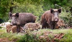 Danni da fauna selvatica, ecco gli indennizzi per le province di Mantova e Cremona