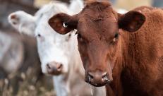 Afta Epizootica in Slovacchia ed Ungheria, fine dei controlli sul territorio nazionale