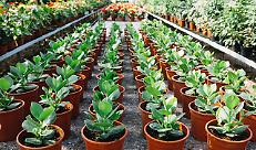 Conai, sospesa l'applicazione del CAC su vasi e imballaggi