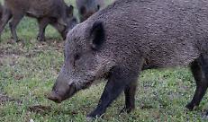 Danni da fauna selvatica, arrivano gli indennizzi da Regione Lombardia