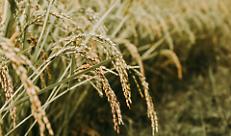 Tea, dal trilogo UE primo ok al nuovo regolamento