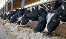 Vacche da latte  alla mangiatoia