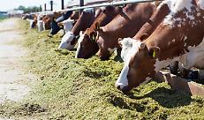 Intervento SRA30 Benessere Animale: contributi per gli allevatori virtuosi