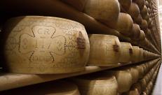 Forme di grana in stagionatura