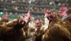 Influenza aviaria: varate misure straordinarie per prevenire il contagio