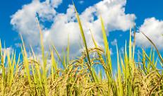 Il riso mantovano sotto minaccia