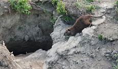 Nutrie: i numeri del contenimento crescono. Nel 2025 oltre 80.000 catture