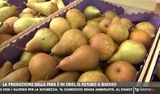 Tg Telemantova - Pericoltura mantovana in crisi