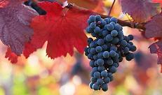 Ristrutturazione e riconversione dei vigneti campagna 2026-2027: le disposizioni attuative regionali