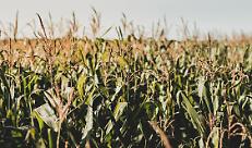 Campo di mais in fioritura