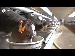 Alla scoperta dell'allevamento dei vitelli a carne bianca: la società agricola Tosi di Remedello
