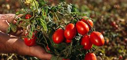 Ferrari, annata pesantissima condizionata dal maltempo, mancano 2.500 euro/ha per pareggiare i conti