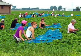 Boselli: &laquo;L&rsquo;agricoltura ha bisogno di manodopera. Bene il decreto flussi&raquo;