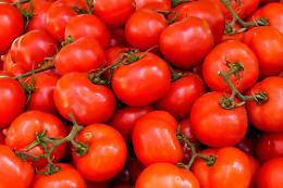 Pomodoro da industria, annata 2025 in chiaroscuro