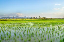 Tea, in Senato si vota all'unanimità per ricerca e innovazione