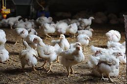 Sezione avicola: il punto su aviaria, salmonellosi e problemi fiscali. Attivato un tavolo al Ministero
