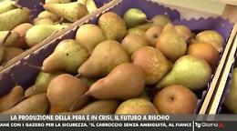 Tg Telemantova - Pericoltura mantovana in crisi