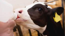 Piano nazionale di monitoraggio della colostratura dei vitelli