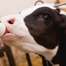 Piano nazionale di monitoraggio della colostratura dei vitelli