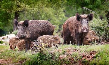 Danni da fauna selvatica, ecco gli indennizzi per le province di Mantova e Cremona