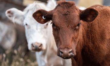Afta Epizootica in Slovacchia ed Ungheria, fine dei controlli sul territorio nazionale