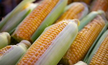 Cereali e soia in crisi nel Mantovano. Confagricoltura Mantova: “Ecco il ‘manifesto’ per rilanciare il settore”