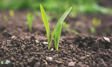 Stop all'urea: i tempi non sono maturi